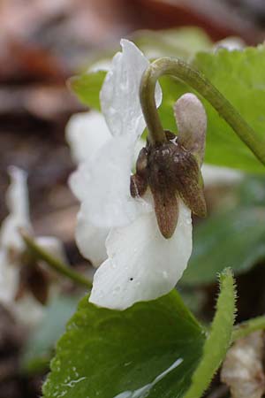 Viola alba subsp. scotophylla / Dark-Leaved White Violet, A Wien Höhenstraße 2.4.2023