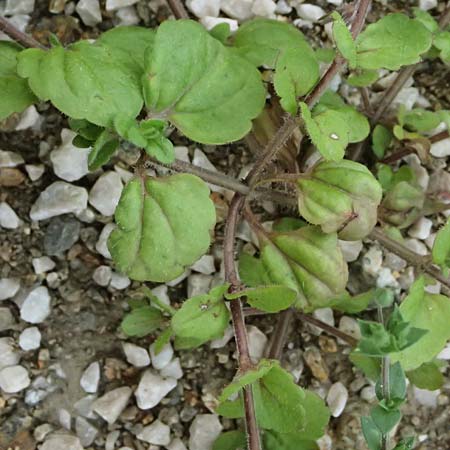 Veronica opaca \ Glanzloser Ehrenpreis / Broadsepal Speedwell, A Bad Leonfelden 12.8.2024