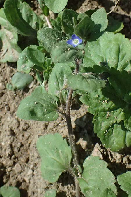 Veronica opaca \ Glanzloser Ehrenpreis / Broadsepal Speedwell, A Hirschbach im Mühlkreis 13.8.2024