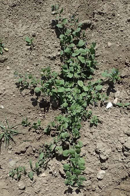 Veronica opaca \ Glanzloser Ehrenpreis / Broadsepal Speedwell, A Hirschbach im Mühlkreis 13.8.2024