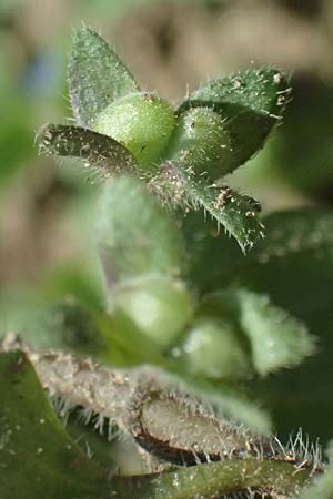 Veronica opaca \ Glanzloser Ehrenpreis / Broadsepal Speedwell, A Hirschbach im Mühlkreis 13.8.2024