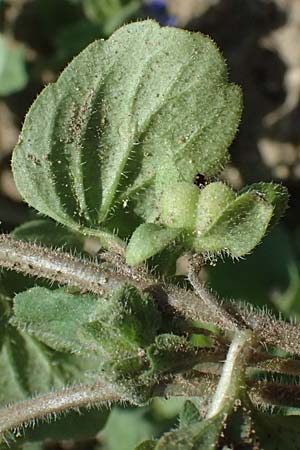 Veronica opaca \ Glanzloser Ehrenpreis / Broadsepal Speedwell, A Hirschbach im Mühlkreis 13.8.2024