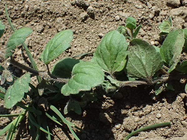 Veronica opaca \ Glanzloser Ehrenpreis / Broadsepal Speedwell, A Hirschbach im Mühlkreis 13.8.2024