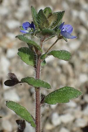 Veronica opaca, Broadsepal Speedwell