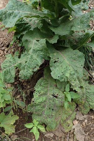 Verbascum phlomoides \ Windblumen-Knigskerze / Orange Mullein, A Kärnten/Carinthia, St. Paul im Lavanttal 6.7.2023