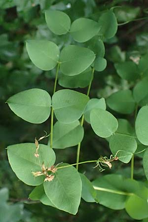Vicia pisiformis \ Erbsen-Wicke, A Ladendorf 10.7.2023