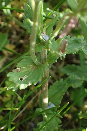 Veronica prostrata subsp. prostrata \ Niederliegender Ehrenpreis / Prostrate Speedwell, A Pulkau 9.5.2025