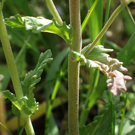 Veronica prostrata subsp. prostrata \ Niederliegender Ehrenpreis / Prostrate Speedwell, A Pulkau 9.5.2025
