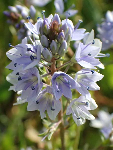 Veronica prostrata subsp. prostrata \ Niederliegender Ehrenpreis / Prostrate Speedwell, A Pulkau 9.5.2025