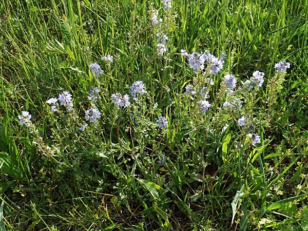 Veronica prostrata subsp. prostrata \ Niederliegender Ehrenpreis / Prostrate Speedwell, A Pulkau 9.5.2025