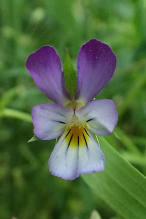 Viola tricolor \ Wildes Stiefmtterchen / Heartsease, Wild Pansy, A Pulkau 9.5.2025