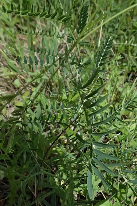Vicia tenuifolia \ Feinbl�ttrige Wicke / Fine-Leaved Vetch, A Gro&szlig;mugl 12.6.2026