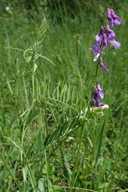 Vicia tenuifolia \ Feinbl�ttrige Wicke / Fine-Leaved Vetch, A Gro&szlig;mugl 12.6.2026