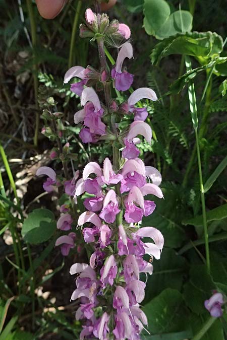 Salvia pratensis \ Wiesen-Salbei / Meadow Clary, A Osttirol, Matrei 14.5.2025