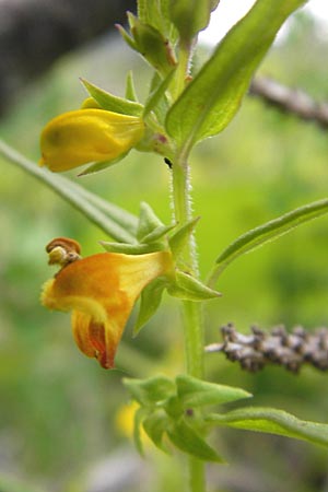 Melampyrum sylvaticum \ Wald-Wachtelweizen, A Hahntennjoch 16.7.2010
