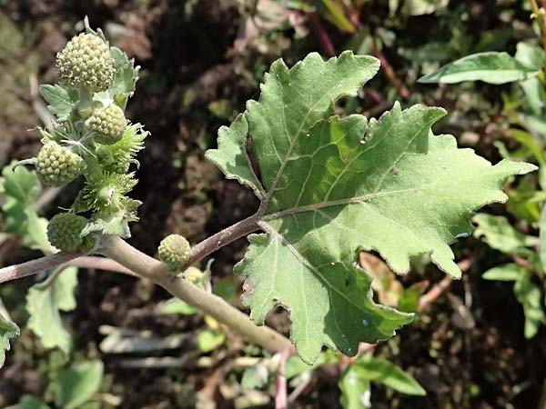 Xanthium strumarium \ Gew&ouml;hnliche Spitzklette / Rough Cocklebur, Common Cocklebur, A St.  Andr&auml; 13.8.2025