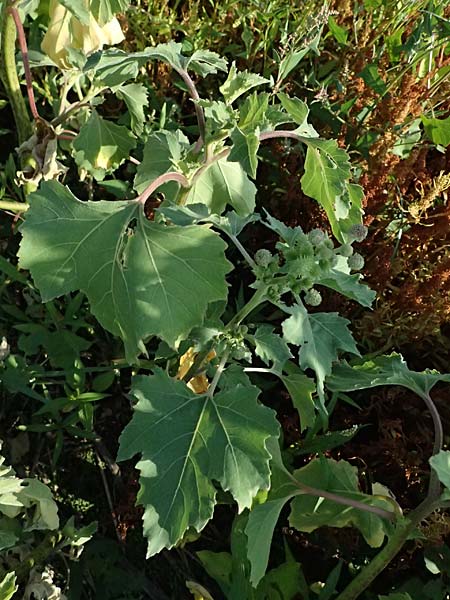 Xanthium strumarium \ Gew&ouml;hnliche Spitzklette / Rough Cocklebur, Common Cocklebur, A St.  Andr&auml; 13.8.2025