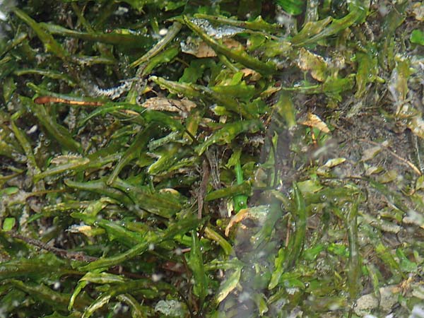 Cryptocoryne wendtii \ Wendtscher Wasserkelch / Wendt's Water Trumpet, A Villach-Warmbad 4.7.2022