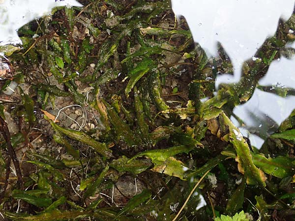 Cryptocoryne wendtii \ Wendtscher Wasserkelch / Wendt's Water Trumpet, A Villach-Warmbad 4.7.2022