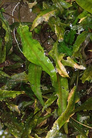 Cryptocoryne wendtii \ Wendtscher Wasserkelch / Wendt's Water Trumpet, A Villach-Warmbad 4.7.2022