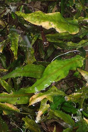 Cryptocoryne wendtii \ Wendtscher Wasserkelch / Wendt's Water Trumpet, A Villach-Warmbad 4.7.2022