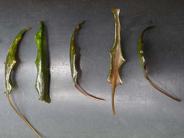 Cryptocoryne wendtii \ Wendtscher Wasserkelch / Wendt's Water Trumpet, A Villach-Warmbad 4.7.2022