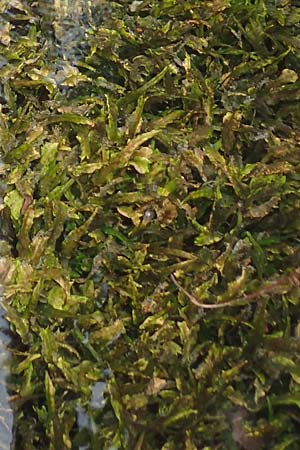 Cryptocoryne wendtii \ Wendtscher Wasserkelch / Wendt's Water Trumpet, A Villach-Warmbad 4.7.2022