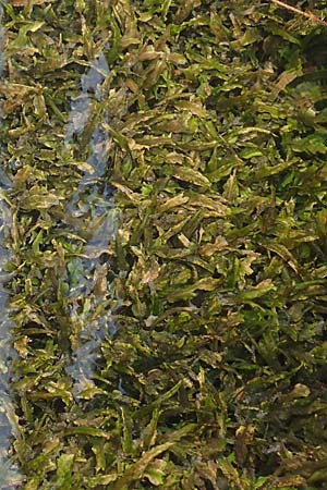 Cryptocoryne wendtii \ Wendtscher Wasserkelch / Wendt's Water Trumpet, A Villach-Warmbad 4.7.2022