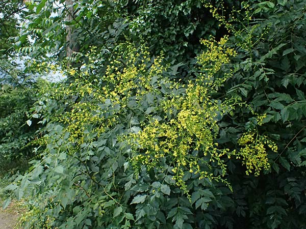 Koelreuteria paniculata \ Rispiger Blasenbaum, Blasen-Esche / Golden Rain Tree, A Wien 13.6.2026
