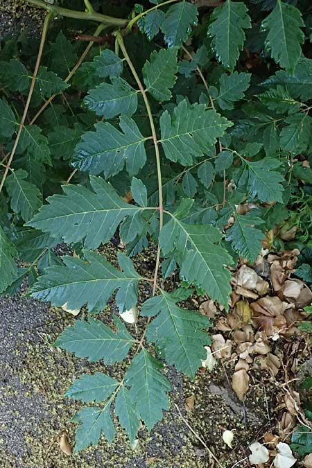 Koelreuteria paniculata \ Rispiger Blasenbaum, Blasen-Esche / Golden Rain Tree, A Wien 13.6.2026