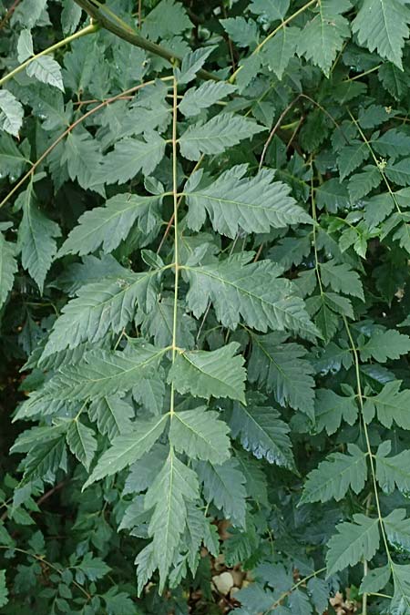 Koelreuteria paniculata \ Rispiger Blasenbaum, Blasen-Esche / Golden Rain Tree, A Wien 13.6.2026