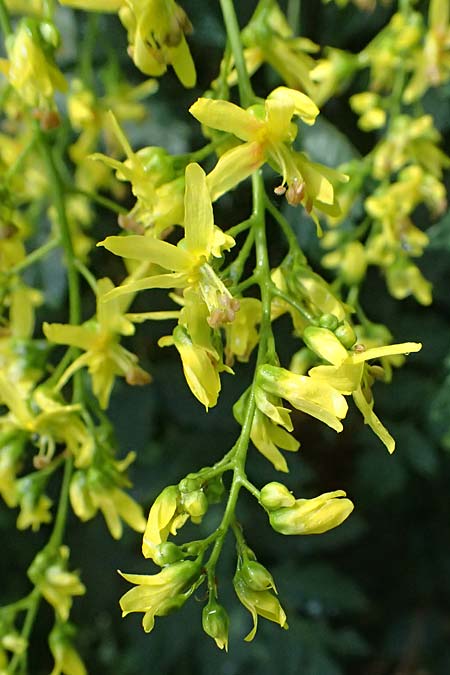 Koelreuteria paniculata \ Rispiger Blasenbaum, Blasen-Esche / Golden Rain Tree, A Wien 13.6.2026