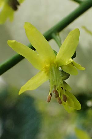 Koelreuteria paniculata \ Rispiger Blasenbaum, Blasen-Esche / Golden Rain Tree, A Wien 13.6.2026