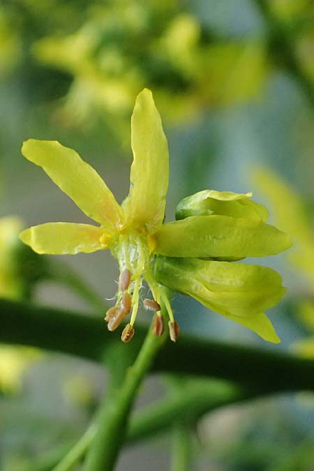 Koelreuteria paniculata \ Rispiger Blasenbaum, Blasen-Esche / Golden Rain Tree, A Wien 13.6.2026