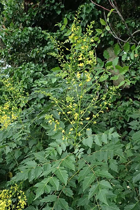 Koelreuteria paniculata \ Rispiger Blasenbaum, Blasen-Esche / Golden Rain Tree, A Wien 13.6.2026