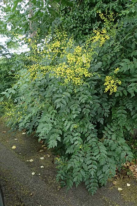 Koelreuteria paniculata \ Rispiger Blasenbaum, Blasen-Esche / Golden Rain Tree, A Wien 13.6.2026