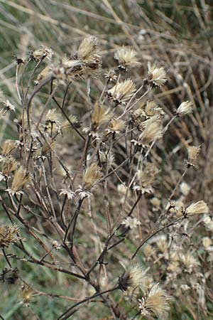 Galatella cana \ Graue Steppen-Aster, A Weiden am Neusiedler See 10.5.2022