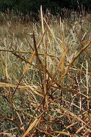 Hesperis tristis \ Trauer-Nachtviole, Trbe Nachtviole, A Hainburg 8.7.2023