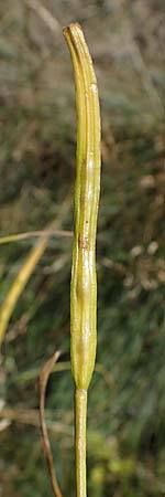 Hesperis tristis \ Trauer-Nachtviole, Trbe Nachtviole, A Hainburg 8.7.2023