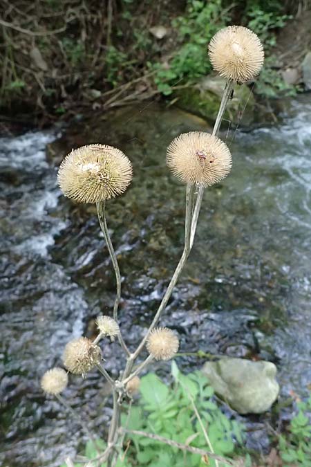 Telekia speciosa \ Groe Telekie, A Fronleiten 13.5.2025