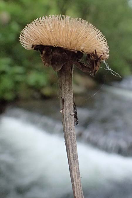 Telekia speciosa \ Groe Telekie, A Fronleiten 13.5.2025