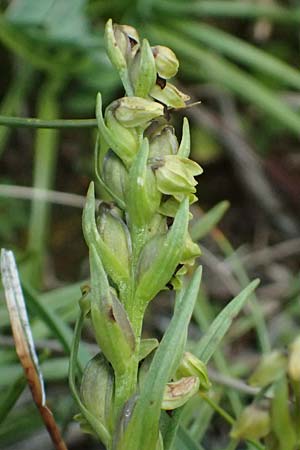 Chamorchis alpina \ Zwergorchis / Alpine Orchid, A  Großglockner 11.8.2025 
