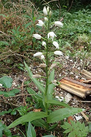 Cephalanthera longifolia / Sword-Leaved Helleborine, A  Neuhaus am Zellerrain 2.7.2019 