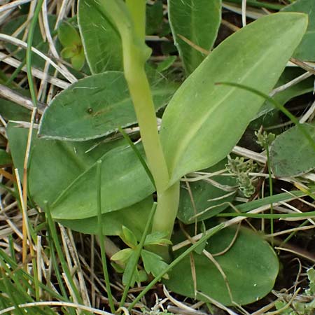 Coeloglossum viride \ Gr&uuml;ne Hohlzunge / Frog Orchid (3 Bl&auml;tter/leaves), A  Felbertauern Nordportal 18.6.2026 