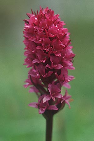 Gymnadenia conopsea s.l. x Nigritella rhellicani, A   Großglockner 5.8.2004 