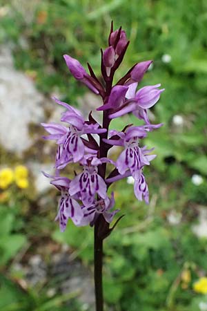 Dactylorhiza fuchsii / Common Spotted Orchid, A  Admont 5.7.2024 