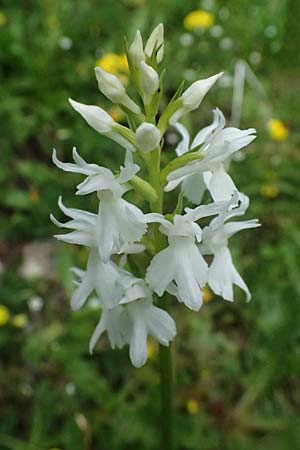 Dactylorhiza fuchsii forma albiflora \ Fuchssche Fingerwurz, Fuchssches Knabenkraut, A  Admont 5.7.2024 