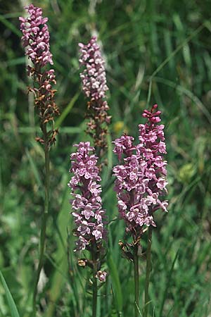 Dactylorhiza fuchsii x Gymnadenia conopsea s.l., A   Großglockner 5.8.2004 