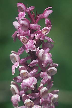 Dactylorhiza fuchsii x Gymnadenia conopsea s.l., A   Großglockner 5.8.2004 