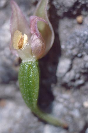 Epipactis helleborine s.l. / Broad-Leaved Helleborine, A  Gloggnitz 28.7.1997 